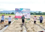 Pemkab Agam Canangkan Sawah Pokok Murah