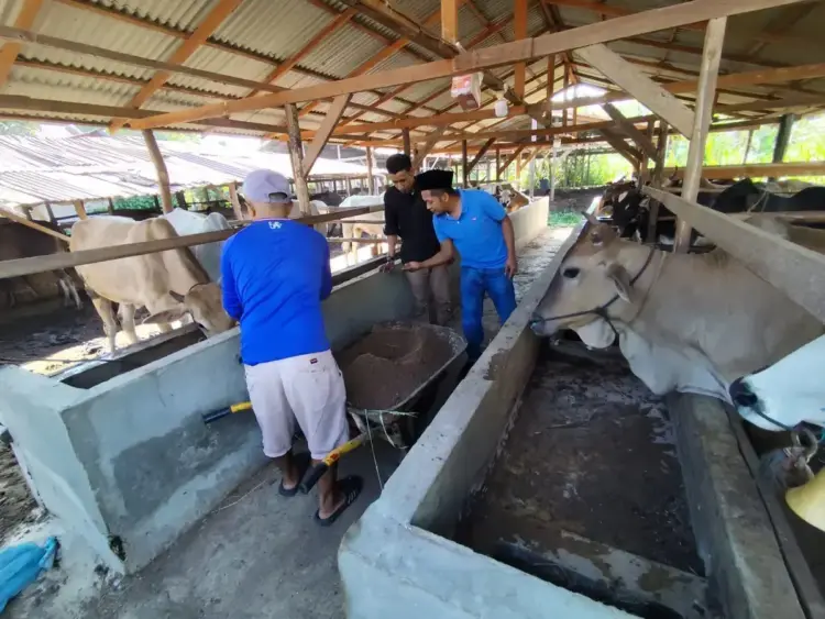 Jelang Hari Raya Idul Adha 1446 H, Permintaan dan Harga Sapi Kurban Mulai Naik 1 PERSIAPAN SAPI KURBAN—Para peternak di Kota Payakumbuh saat ini mulai menyiapkan stok sapi diberbagai kandang untuk memenuhi permintaan masyarakat mendekati Hari Raya Idul Adha 1446 Hijriah.