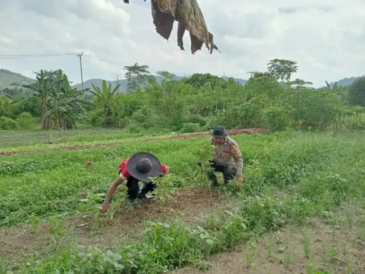 Tidak Hanya Tentang Hukum, Anggota Bhabinkamtibmas Juga Berperan Mendukung Ketahanan Pangan Nasional 1 LAHAN TIDUR—Anggota Bhabinkamtibmas Polsek Kamang Baru, saat memberikan pembinaan terhadap masyarakat agar memanfaatkan lahan tidur.