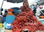 Harga Cabai Merah Turun Signifikan