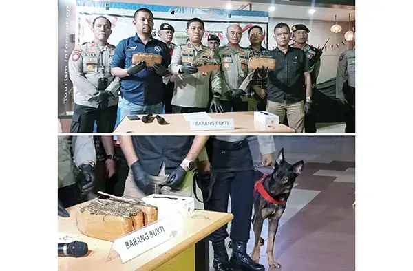 Avsec BIM dan Polres Padangpariaman Gagalkan Pengiriman 1,5 Kg Ganja 1 PERLIHATKAN GANJA— Kapolres Padangpariaman AKBP Ahmad Faisol Amir didampingi Avsec BIM perlihatkan barang bukti ganja yang diamankan dari pelaku GR.