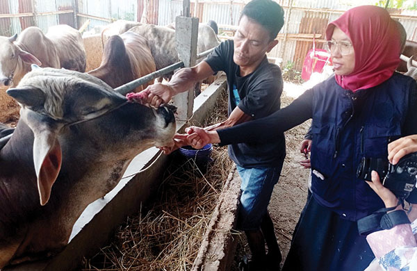 2.132 Hewan Kurban di Kota Padang Sudah Diperiksa, Dinyatakan Sehat, 1.579 Hewan Diberi Stiker Biru 1 PEMERIKSAAN HEWAN KURBAN— Dokter Hewan UPTD Puskeswan Dinas Pertanian Kota Padang, melakukan pemeriksaan hewan ternak pada salah satu kandang penampungan hewan di Ampera, Kelurahan Kampung Baru Nan XX, Kecamatan Lubeg, Kamis (21/5).