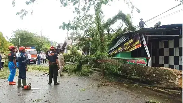 Badai dan Hujan Deras Landa Padang, 5 Pohon Tumbang, Warga Diingatkan Jangan Berteduh di Bawah Pohon Besar dan Papan Reklame 1 PEMBERSIHAN MATERIAL POHON— Anggota Tim Reaksi Cepat (TRC) BPBD Kota Padang melakukan evakuasi dan pembersihan material pohon tumbang yang menimpa rumah dan juga akses jalan serta kabel listrik di beberapa titik lokasi di Kota Padang, Jumat (16/5).