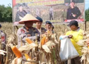 Dukungan Ketahanan Pangan, Dansat Brimob Polda Sumbar Pimpin Panen Jagung
