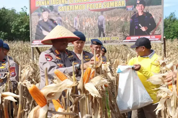 Dukungan Ketahanan Pangan, Dansat Brimob Polda Sumbar Pimpin Panen Jagung 1 PANEN JAGUNG— Dansat Brimob Polda Sumbar Kombes Pol Afrizal Syafrudin pimpin panen jagung di Padang Tujuh, Nagari Aua Kuning, Kecamatan Pasaman, Kabupaten Pasaman Barat, Rabu (30/4).