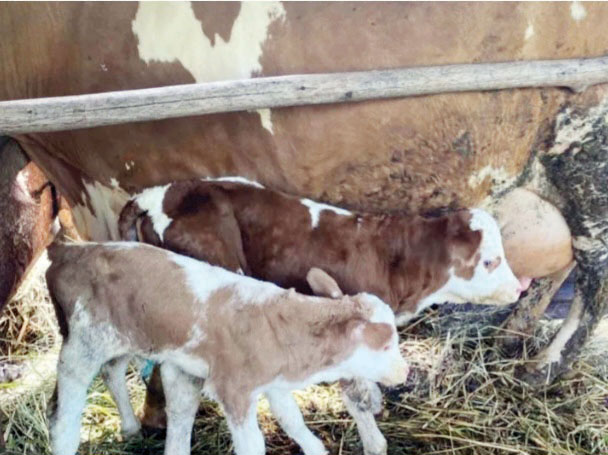Inseminasi Buatan UPT Puskeswan Magek, Lahirkan Dua Anak Sapi 1 INSEMINASI BUATAN— Inseminasi Buatan (IB) dari UPT Puskeswan Magek, Kabupaten Agam, melahirkan dua anak sapi simental milik
peternak di Sungai Sariak, Nagari atau Desa Koto Tinggi, Kecamatan Baso.