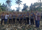 Ketahanan Pangan, Kapolres Nur Ichsan Panen Jagung