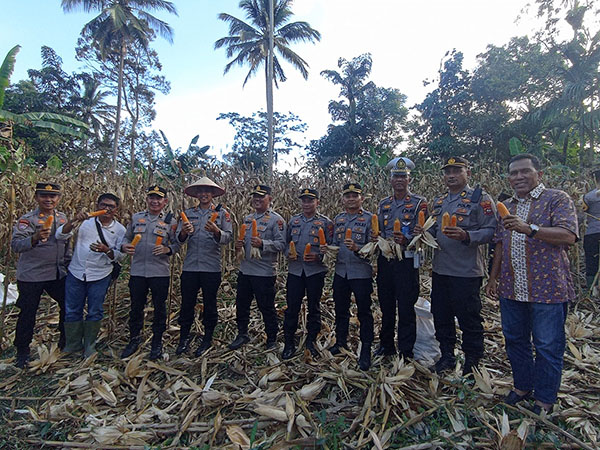 PANEN JAGUNG— Kapolres Tanahdatar AKBP Nur Ichsan Dwi Septiyanto panen jagung di Nagari Minang Kabau.