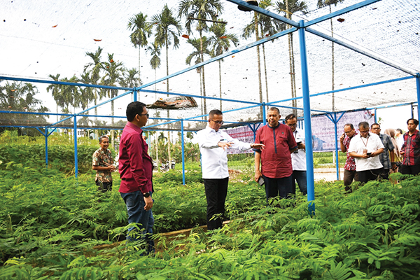Kolaborasi Hijau, PT Semen Padang dan PPNP Tanam Harapan Lewat 2 Juta Bibit Kaliandra 1 NURSERY KALIANDRA MERAH—Direktur Utama PT Semen Padang Indrieffouny Indra bersama rombongan, meninjau nursery kaliandra merah di Politeknik Pertanian Negeri, beberapa waktu lalu.