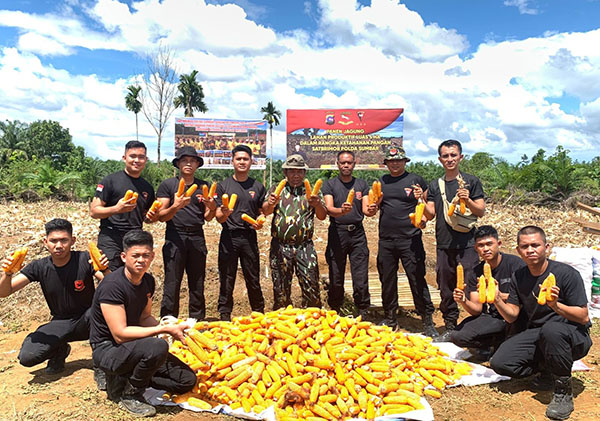 Dukung Swasembada Pangan, Brimob Sumbar Lakukan Penanaman Jagung Berkelanjutan 1 PANEN- Personel Batalyon B Pelopor Satbrimob Polda Sumbar melaksanakan kegiatan panen jagung di Nagari Aia Gadang, Kabupaten Pasbar.