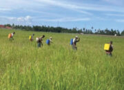 Musim Kemarau di Limapuluh Kota, Kekeringan Sawah dan Ladang Jagung Terancam Gagal Panen