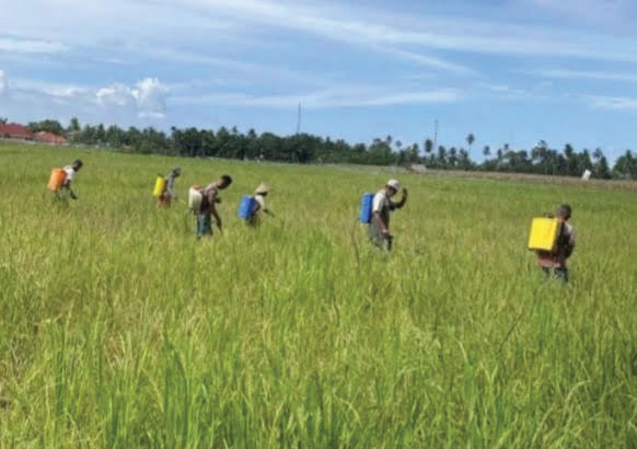 Musim Kemarau di Limapuluh Kota, Kekeringan Sawah dan Ladang Jagung Terancam Gagal Panen 1 ilustrasi