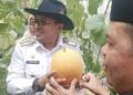 Panen Perdana Melon, Petani Harus Melek Teknologi 11 Panen Perdana Melon, Petani Harus Melek Teknologi