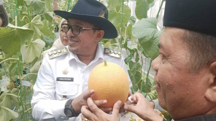 Panen Perdana Melon, Petani Harus Melek Teknologi 1 PANEN MELON— Bupati Tanah Datar Eka Putra memegang melon usai panen bersama Ketua TP PKK Ny Lise Eka.