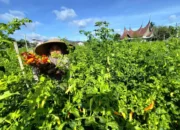 Petani Cabai Menjerit, Harga Turun Bebas