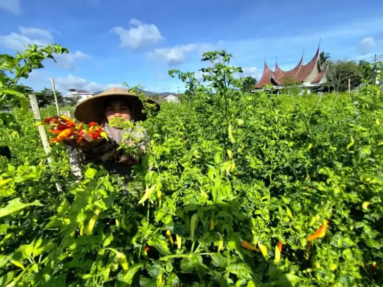 PANEN CABAI—Harga jual cabai Nano-Nano turun sejak satu bulan terakhir di Kota Payakumbuh, kondisi itu terjadi akibat banyaknya petani di berbagai Kelurahan yang panen cabai tersebut, sehingga harga jual turun. Kondisi tersebut terjadi sejak satu bulan terakhir.