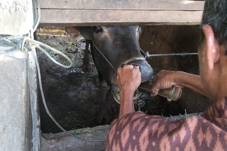 Pastikan Kesehatan dan Bebas Penyakit, Pemkab Bentuk Empat Tim Awasi Pemotongan Hewan Kurban 1 BERIKAN OBAT— Peternak di Kabupaten Padangpariaman, sedang memberikan obat tradisional kepada ternak sapi.