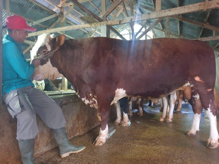 Sapi Milik Eko Setiawan Resmi jadi Hewan Kurban Presiden Prabowo 1 SAPI PRESIDEN—Ini adalah salah satu sapi milik Eko Setiawan yang terpilih menjadi hewan kurban Presiden Republik Indonesia, Prabowo Subianto pada Hari Raya Idul Adha 1446 Hijriah.