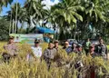 Terobosan Baru Pemkab Solok, Petani Diminta Terapkan Pola Tanam Padi Pokok Murah 11 Terobosan Baru Pemkab Solok, Petani Diminta Terapkan Pola Tanam Padi Pokok Murah