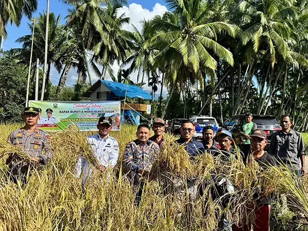 Terobosan Baru Pemkab Solok, Petani Diminta Terapkan Pola Tanam Padi Pokok Murah 1 PANEN PERDANA— Bupati Solok Jon Firman Pandu menghadiri panen perdana padi sawah pokok murah.