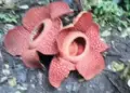 Jadi Magnet Wisatawan Asing, Dua Rafflesia Arnoldii Mekar Berdempetan di Batang Palupuh 10 Jadi Magnet Wisatawan Asing, Dua Rafflesia Arnoldii Mekar Berdempetan di Batang Palupuh
