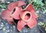 Jadi Magnet Wisatawan Asing, Dua Rafflesia Arnoldii Mekar Berdempetan di Batang Palupuh