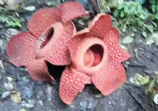 Jadi Magnet Wisatawan Asing, Dua Rafflesia Arnoldii Mekar Berdempetan di Batang Palupuh 1 MEKAR SEMPURNA— Dua individu bunga rafflesia jenis Arnoldii mekar sempurna dengan posisi berdempet di Batang Palupuh, Kecamatan Palupuh, Kabupaten Agam, dan menjadi daya tarik bagi wisatawan mancanegara melihat secara dekat.