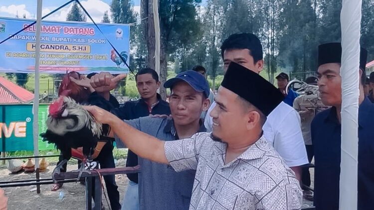 Kontes Ayam Kukuak Balenggek, Wabup Candra: Motivasi Masyarakat untuk Membudidayakan Kembali 1 SAKSIKANāWakil Bupati Solok, Candra saat menyaksikan ayam kukuak balenggek saat kontes kemarin.