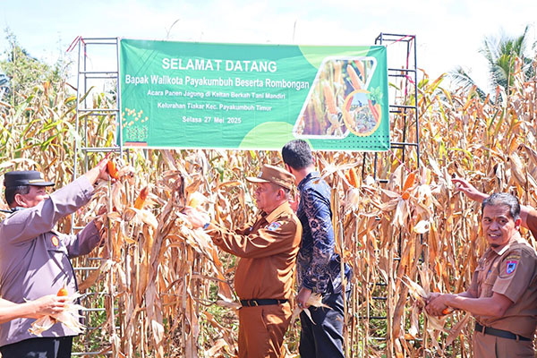 Tingkatkan Ketahanan Pangan, Pemko Dorong Pemamfaatan Lahan Tidur 1 PANEN— Wakil Wali Kota Payakumbuh Elzadaswarman saat panen jagung bersama di Kelompok Tani Berkah Tani Mandiri, Kelurahan Tiakar, Selasa (27/5).