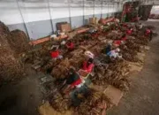 Presiden Prabowo Didesak Keluarkan Kebijakan Moratorium Kenaikan CHT Tiga Tahun