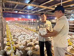 Peternak Menjerit karena Harga Ayam Hidup Anjlok di Bawah HPP 1 MENINJAU KANDANG--Dirjen Peternakan dan Kesehatan Hewan Kementerian Pertanian Agung Suganda meninjau kandang ayam pedaging. Saat ini peternak ayam pedagang dihadapkan harga jual yang turun.