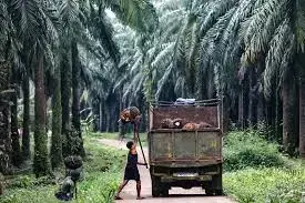 Pengusaha Kelapa Sawit Butuh Kepastian Hukum 1 downloadfsfsf