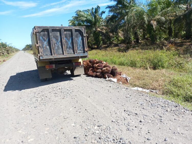 PANEN SAWIT—Terlihat aktivitas paneh sawit tetap saja berlanjut pasca pemasangan segel oleh Tim Satuan Tugas Penertiban Kawasan Hutan (Satgas PKH), beberapa bulan yang lalu, di kawasan kebun inti PT. Sumatera Jaya Agro Lestari (SJAL)