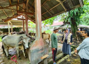 Cegak Penyakit Hewan Menular Menjelang Hari Raya Idul Adha, Disnak Kesehatan Hewan Lakukan Pemeriksaan Sapi Kurban