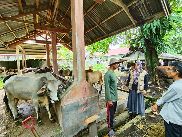 Cegak Penyakit Hewan Menular Menjelang Hari Raya Idul Adha, Disnak Kesehatan Hewan Lakukan Pemeriksaan Sapi Kurban 1 PERIKSA HEWAN TERNAK— Petugas kesehatan hewan meakukan pemeriksaan sapi dan ternak lainnya yang akan dijadikan hewan kurban pada Hari Raya Idul Adha mendatang.