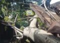Pangkal Batang Lapuk, Pohon Kedondong Tumbang Timpa Rumah Warga