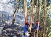 8 Hektare Lahan Produktif Hangus Terbakar
