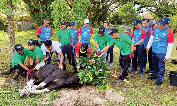 51 Hewan Kurban Disembelih di Bank Nagari Berqurban 2025 1 BANK NAGARI BERQURBAN 2025— Gubernur Sumbar Mahyeldi Ansharullah, jajaran komisaris dan direksi Bank Nagari, Pemimpin Divisi dan Cabang, karyawan Bank Nagari, serta para peserta kurban, menghadiri penyembelihan sapi kurban, Minggu (8/6).