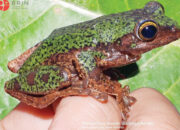 Peneliti BRIN Temukan Kembali Rhacophorus Rhyssocephalus, Katak Terbang yang Sudah Seabad Hilang