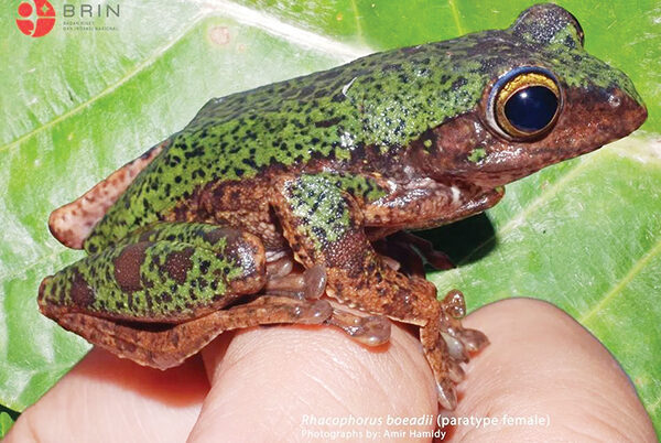 Peneliti BRIN Temukan Kembali Rhacophorus Rhyssocephalus, Katak Terbang yang Sudah Seabad Hilang 1 KATAK TERBANG— Katak terbang temuan peneliti BRIN.