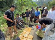 Jadi Kurir Narkoba, 3 Sekawan Bawa 17 Kg Ganja, Dibawa dari Sumut untuk Diedarkan di Sumbar
