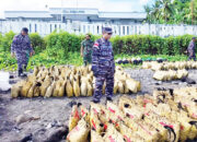 TNI AL Tangkap Kapal Bermuatan Ayam Ras Filipina dan Miras Ilegal
