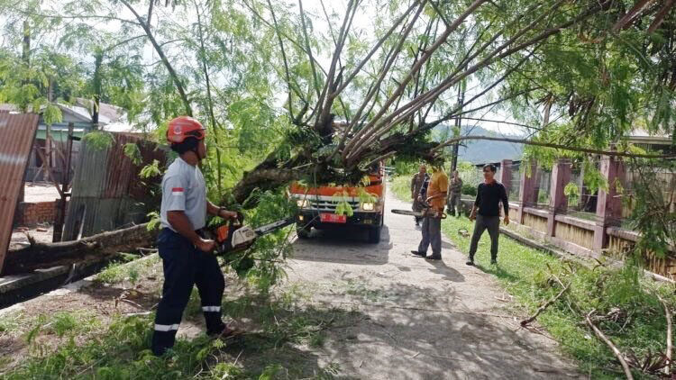Pohon Patai-Patai Tumbang Hambat Akses Jalan di Lubukbuaya 1 EVAKUASI POHON— Tim Reaksi Cepat Penanggulangan Bencana (TRC PB) BPBD Kota Padang membersihkan dan mengevakuasi pohon tumbang, di warga di jalan Rusunawa, RT 05 RW 04, Kelurahan Lubuk Buaya, Kecamatan Koto Tangah, Rabu (18/6).