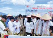 Panen Raya SPM di Ampek Angkek, Bupati dan Komisi IV DPR RI Kompak Dukung Ketahanan Pangan