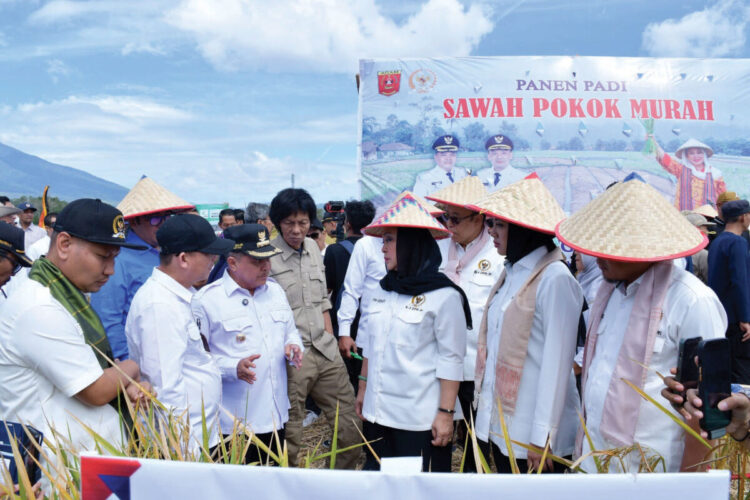 PANEN PADI— Bupati Agam, Ir H Benni Warlis MM, Dt Tan Batuah bersama Komisi IV 
DPR RI menggelar panen sawah Pokok Murah (SPM) di Nagari Ampang Gadang, 
Kecamatan Ampek Angkek, Sabtu (21/6).