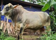 Sapi Kurban Bantuan Presiden 1,1 Ton Disembelih di Nagari Lubuk Jantan