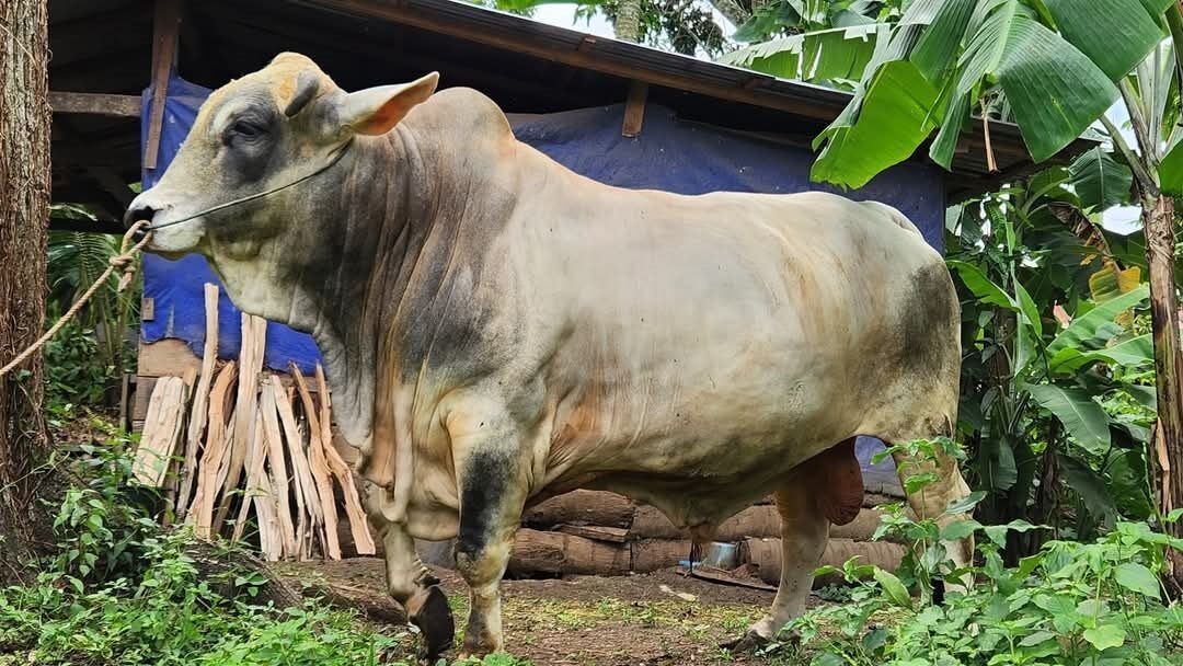 Bupati Eka Putra Terima Bantuan Sapi Kurban Presiden Prabowo Seberat 11 Ton