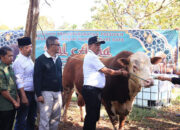 Presiden RI Serahkan ”Gundul” 1 ,6 Ton di Payakumbuh