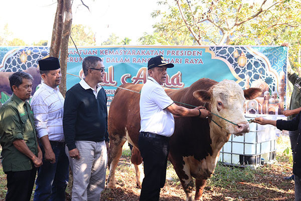 Presiden RI Serahkan ”Gundul” 1 ,6 Ton di Payakumbuh 1 SERAHKAN SAPI KURBAN— Wakil Wali Kota Payakumbuh Elzadaswarman bersama Sekda Rida Ananda saat menyerahkan sapi Presiden RI kepada masyarakat