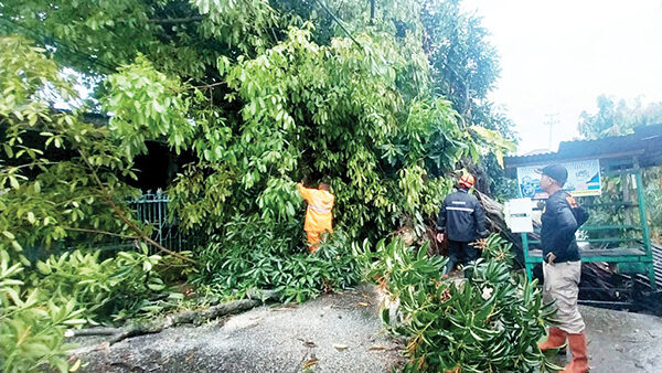 Pohon Ambacang di Taratak Paneh Tumbang, Akses Jalan Terhambat 1 EVAKUASI POHON—Tim Reaksi Cepat Penanggulangan Bencana (TRC PB) BPBD Kota Padang, melakukan evakuasi pohon ambacang yang tumbang dan sempat membuat akses jalan terhambat di Jalan Taratak Paneh, RT 01 RW 06, Kelurahan Korong Gadang, Kecamatan Kuranji, Selasa (10/6) pagi.